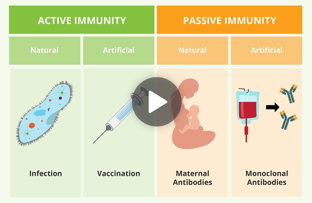 Rejuvenating The Immune System